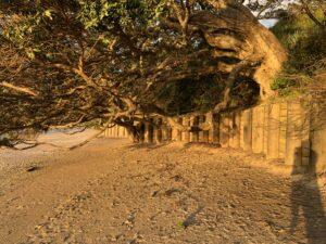 Timber pole and plank retaining wall at the back of a beach, beneath an overhanging pohutukawa tree